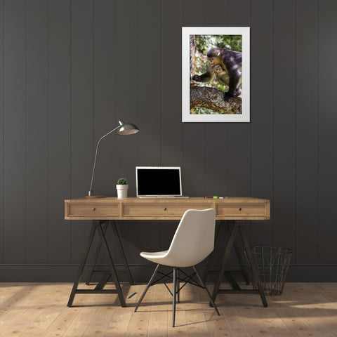 Asia-China-Tacheng-Yunnan Black Snub-Nosed monkeys-Adult and Young White Modern Wood Framed Art Print by Looney, Hollice