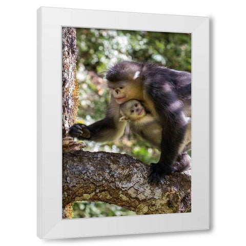 Asia-China-Tacheng-Yunnan Black Snub-Nosed monkeys-Adult and Young White Modern Wood Framed Art Print by Looney, Hollice