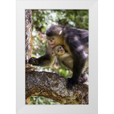 Asia-China-Tacheng-Yunnan Black Snub-Nosed monkeys-Adult and Young White Modern Wood Framed Art Print by Looney, Hollice