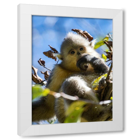 Asia-China-Tacheng-Young Yunnan Black Snub-Nosed Monkey White Modern Wood Framed Art Print by Looney, Hollice