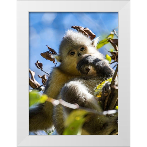Asia-China-Tacheng-Young Yunnan Black Snub-Nosed Monkey White Modern Wood Framed Art Print by Looney, Hollice