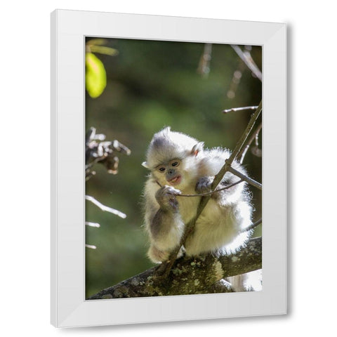 Asia-China-Tacheng-Young Yunnan Black Snub-Nosed Monkey White Modern Wood Framed Art Print by Looney, Hollice