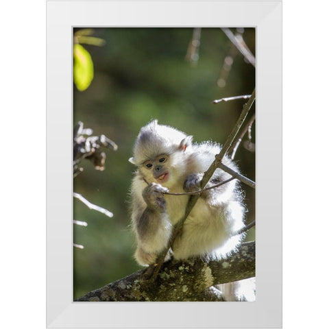 Asia-China-Tacheng-Young Yunnan Black Snub-Nosed Monkey White Modern Wood Framed Art Print by Looney, Hollice