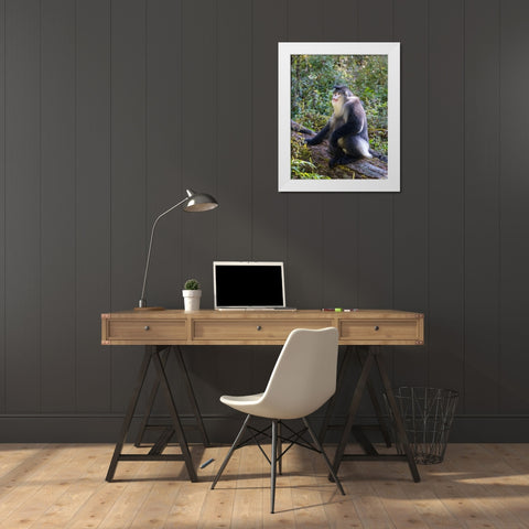 Asia-China-Tacheng-Yunnan Black Snub-Nosed Monkey White Modern Wood Framed Art Print by Looney, Hollice