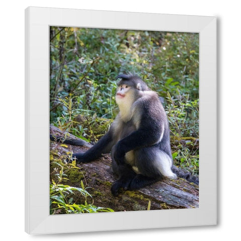 Asia-China-Tacheng-Yunnan Black Snub-Nosed Monkey White Modern Wood Framed Art Print by Looney, Hollice