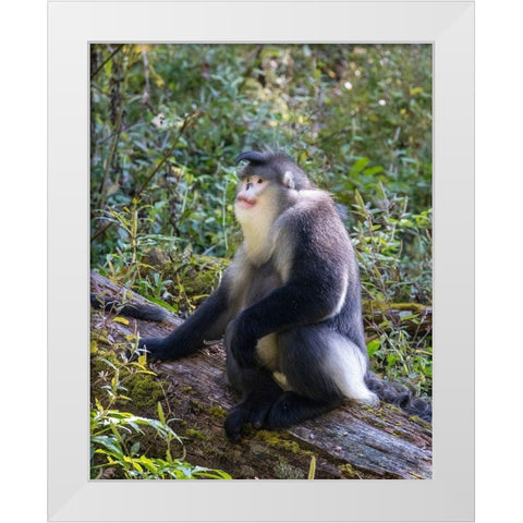 Asia-China-Tacheng-Yunnan Black Snub-Nosed Monkey White Modern Wood Framed Art Print by Looney, Hollice