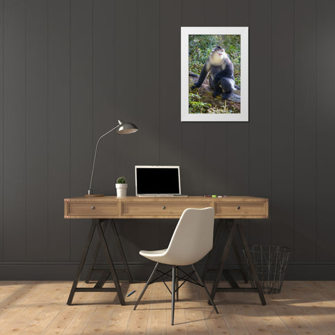 Asia-China-Tacheng-Yunnan Black Snub-Nosed Monkey White Modern Wood Framed Art Print by Looney, Hollice