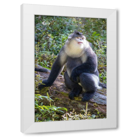Asia-China-Tacheng-Yunnan Black Snub-Nosed Monkey White Modern Wood Framed Art Print by Looney, Hollice