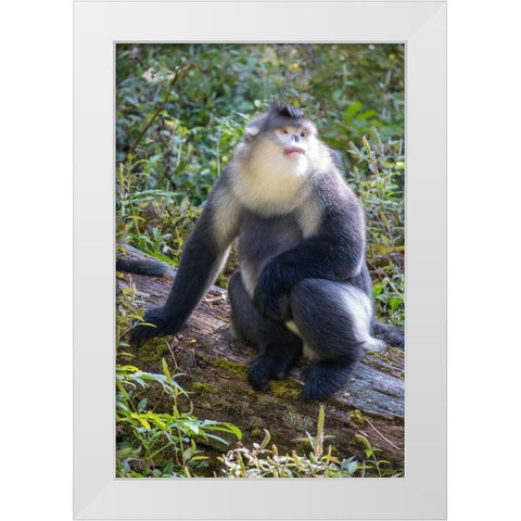 Asia-China-Tacheng-Yunnan Black Snub-Nosed Monkey White Modern Wood Framed Art Print by Looney, Hollice