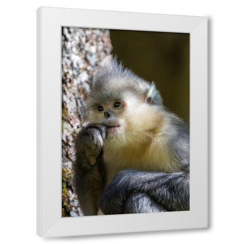 Asia-China-Tacheng-Yunnan Black Snub-Nosed Monkey White Modern Wood Framed Art Print by Looney, Hollice