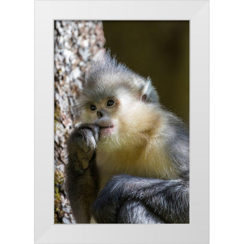 Asia-China-Tacheng-Yunnan Black Snub-Nosed Monkey White Modern Wood Framed Art Print by Looney, Hollice