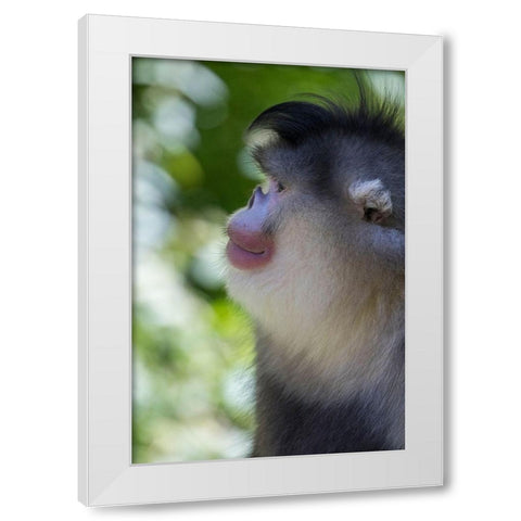 Asia-China-Tacheng-Yunnan Black Snub-Nosed Monkey White Modern Wood Framed Art Print by Looney, Hollice