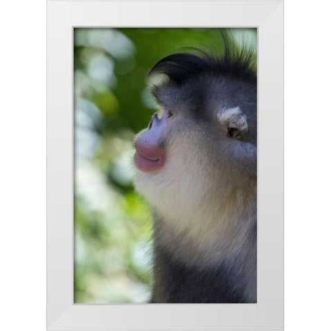 Asia-China-Tacheng-Yunnan Black Snub-Nosed Monkey White Modern Wood Framed Art Print by Looney, Hollice