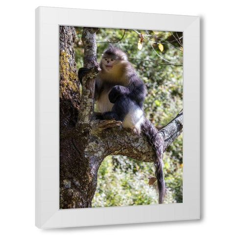 Asia-China-Tacheng-Yunnan Black Snub-Nosed Monkey White Modern Wood Framed Art Print by Looney, Hollice