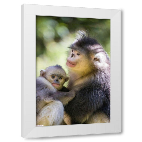 Asia-China-Tacheng-Yunnan Black Snub-Nosed monkeys-Adult and Young White Modern Wood Framed Art Print by Looney, Hollice