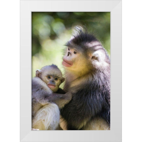 Asia-China-Tacheng-Yunnan Black Snub-Nosed monkeys-Adult and Young White Modern Wood Framed Art Print by Looney, Hollice