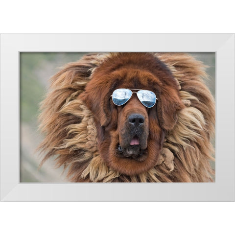 Tibetan Mastiff wearing sun glasses-Tibet-China White Modern Wood Framed Art Print by Su, Keren