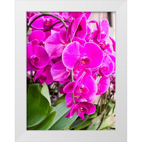 China-Hong Kong Orchids on display at a flower market White Modern Wood Framed Art Print by Eggers, Julie