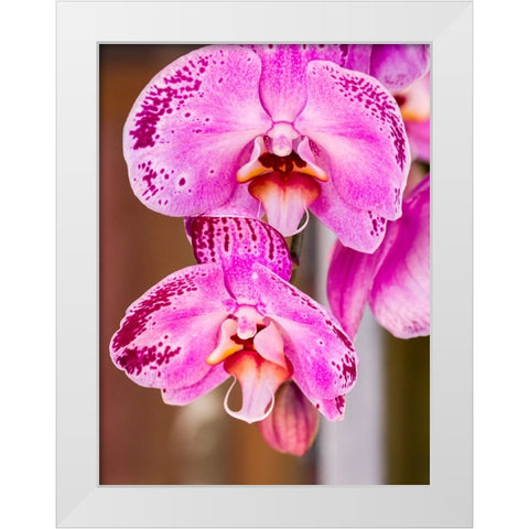 China-Hong Kong Orchids on display at a flower market White Modern Wood Framed Art Print by Eggers, Julie