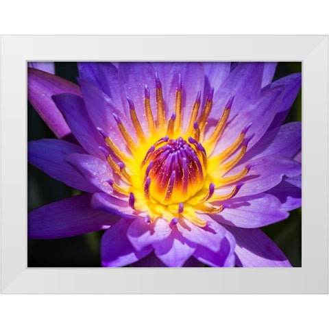 China-Hong Kong Closeup of a purple dahlia at a flower market White Modern Wood Framed Art Print by Eggers, Julie
