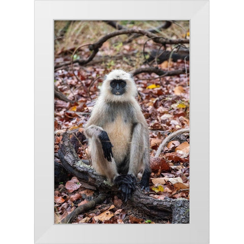 India-Madhya Pradesh-Bandhavgarh National Park Northern Plains Langur-aka Hunuman Langur White Modern Wood Framed Art Print by Hopkins, Cindy Miller