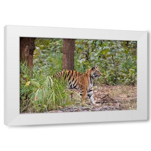 India-Madhya Pradesh-Bandhavgarh National Park Young female Bengal tiger stretching White Modern Wood Framed Art Print by Hopkins, Cindy Miller