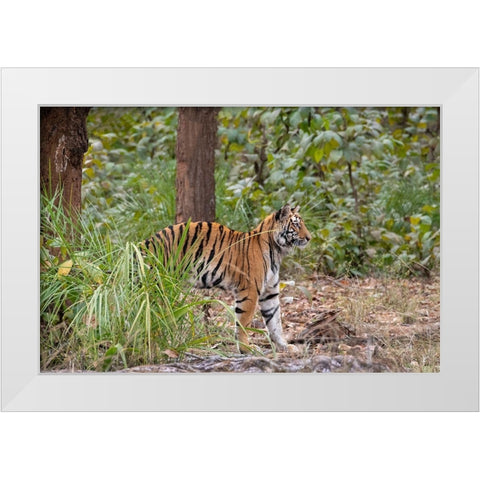 India-Madhya Pradesh-Bandhavgarh National Park Young female Bengal tiger stretching White Modern Wood Framed Art Print by Hopkins, Cindy Miller