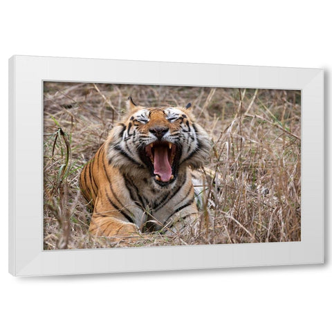 India-Madhya Pradesh-Bandhavgarh National Park Bengal tiger-endangered species White Modern Wood Framed Art Print by Hopkins, Cindy Miller