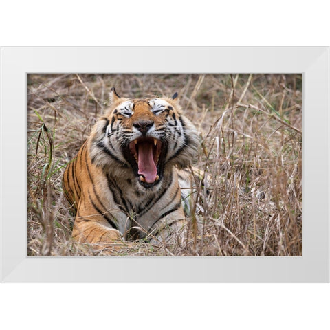 India-Madhya Pradesh-Bandhavgarh National Park Bengal tiger-endangered species White Modern Wood Framed Art Print by Hopkins, Cindy Miller