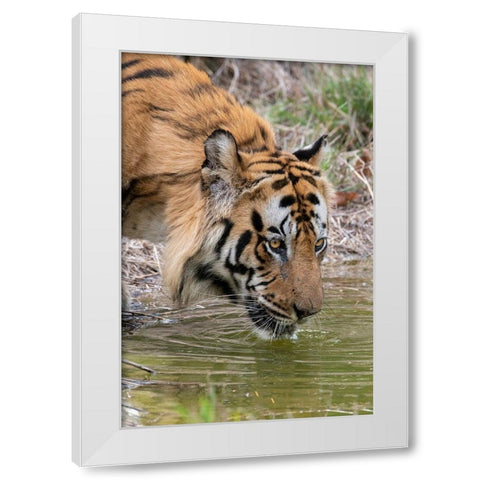 India-Madhya Pradesh-Bandhavgarh National Park Male Bengal tiger drinking from pond White Modern Wood Framed Art Print by Hopkins, Cindy Miller