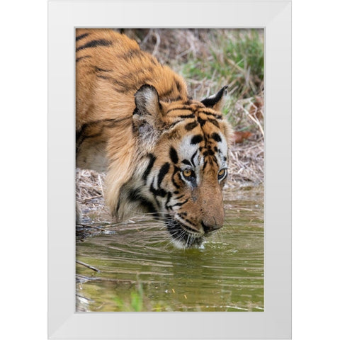 India-Madhya Pradesh-Bandhavgarh National Park Male Bengal tiger drinking from pond White Modern Wood Framed Art Print by Hopkins, Cindy Miller