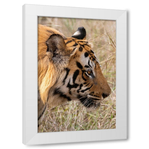 India-Madhya Pradesh-Bandhavgarh National Park Bengal tiger White Modern Wood Framed Art Print by Hopkins, Cindy Miller