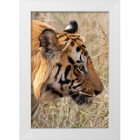 India-Madhya Pradesh-Bandhavgarh National Park Bengal tiger White Modern Wood Framed Art Print by Hopkins, Cindy Miller