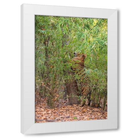 India-Madhya Pradesh-Bandhavgarh National Park Bengal tiger sent marking tree in bamboo habitat White Modern Wood Framed Art Print by Hopkins, Cindy Miller