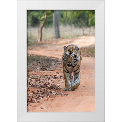 India-Madhya Pradesh-Bandhavgarh National Park Bengal tiger-endangered species White Modern Wood Framed Art Print by Hopkins, Cindy Miller