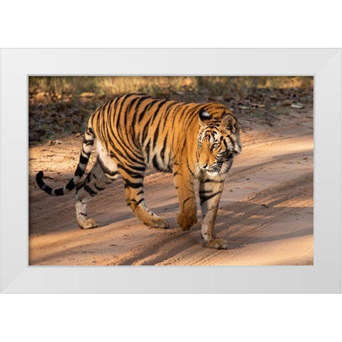 India-Madhya Pradesh-Bandhavgarh National Park Mature female Bengal tiger-endangered species White Modern Wood Framed Art Print by Hopkins, Cindy Miller