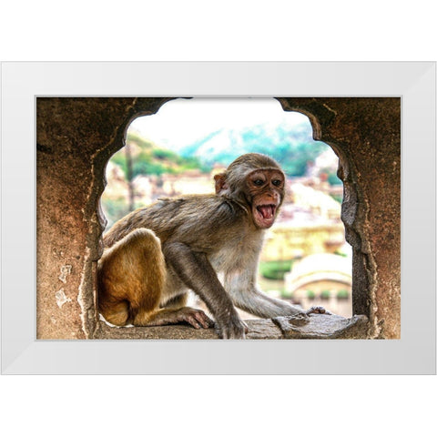 Jaipur-India-Monkey Temple-laughing Macaque White Modern Wood Framed Art Print by Sienda, Jolly