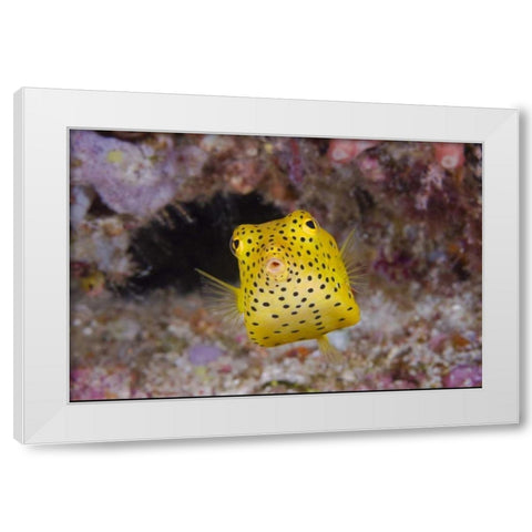 Indonesia, Komodo NP Juvenile box fish White Modern Wood Framed Art Print by Shimlock, Jones