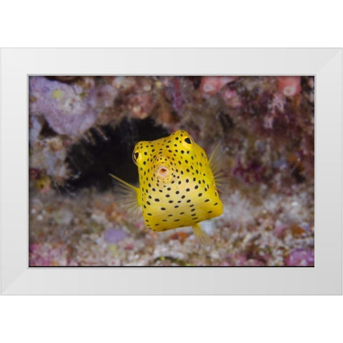 Indonesia, Komodo NP Juvenile box fish White Modern Wood Framed Art Print by Shimlock, Jones