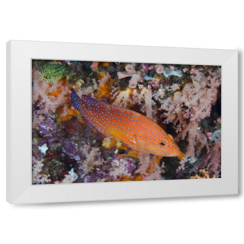 Indonesia, Komodo NP A coral trout among reef White Modern Wood Framed Art Print by Shimlock, Jones