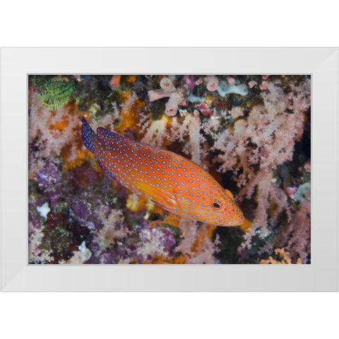 Indonesia, Komodo NP A coral trout among reef White Modern Wood Framed Art Print by Shimlock, Jones