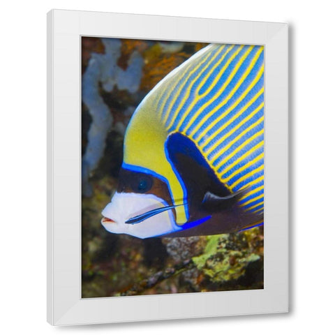 Indonesia, Komodo NP Angelfish being cleaned White Modern Wood Framed Art Print by Shimlock, Jones