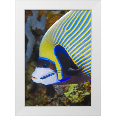 Indonesia, Komodo NP Angelfish being cleaned White Modern Wood Framed Art Print by Shimlock, Jones