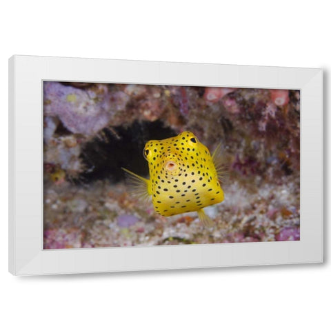 Indonesia, Komodo NP A juvenile boxfish White Modern Wood Framed Art Print by Shimlock, Jones