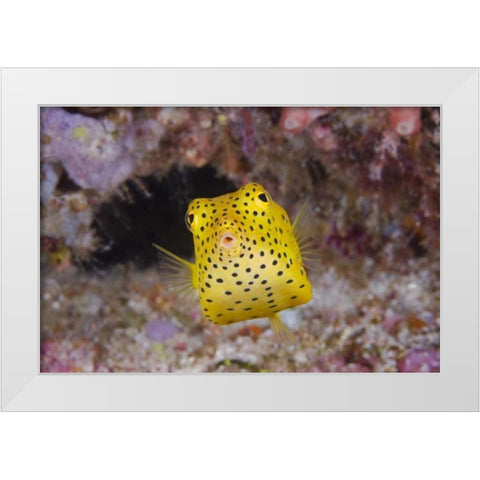 Indonesia, Komodo NP A juvenile boxfish White Modern Wood Framed Art Print by Shimlock, Jones