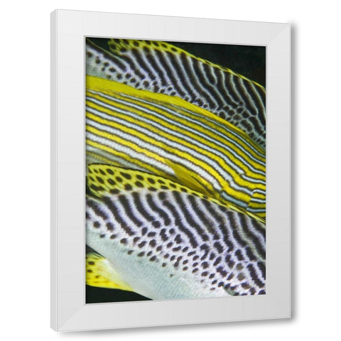 Indonesia, Komodo NP Banding on sweetlips fish White Modern Wood Framed Art Print by Shimlock, Jones