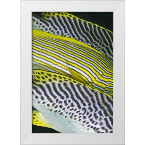 Indonesia, Komodo NP Banding on sweetlips fish White Modern Wood Framed Art Print by Shimlock, Jones
