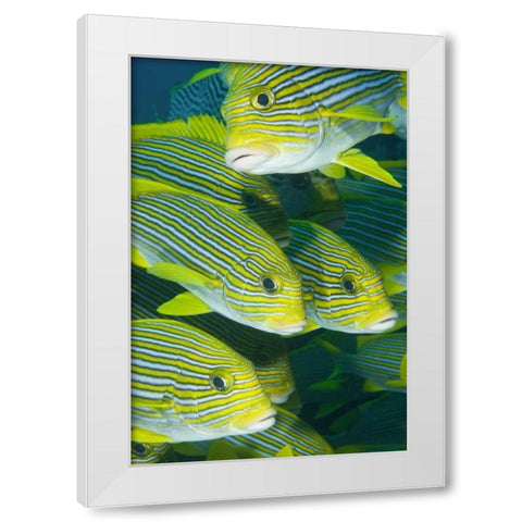 Indonesia, Komodo NP Ribbon sweetlips fish White Modern Wood Framed Art Print by Shimlock, Jones