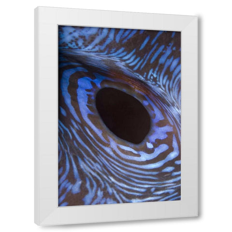 Indonesia, Komodo NP Giant tridacna clam White Modern Wood Framed Art Print by Shimlock, Jones