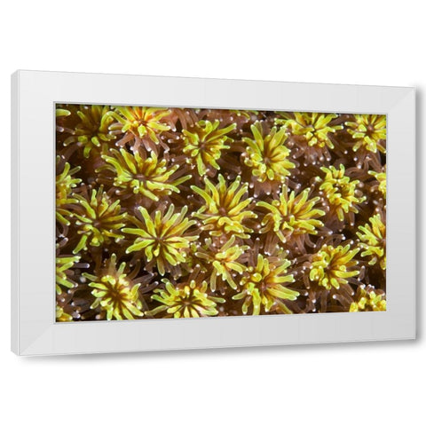 Indonesia, Komodo NP Tentacles of polyps White Modern Wood Framed Art Print by Shimlock, Jones